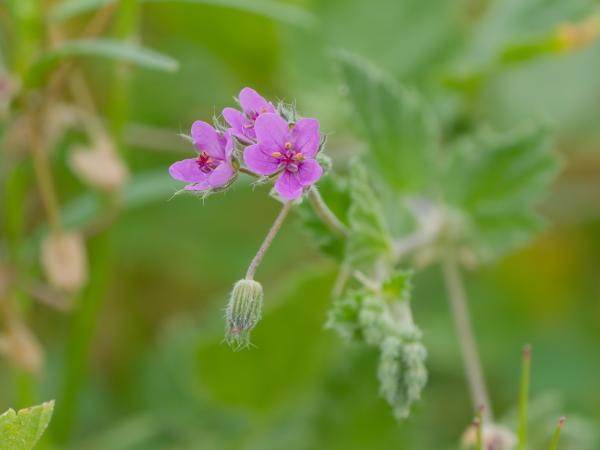 <h3><a href="/trips/kreta/biota/plantae/tracheophyta/magnoliopsida/geraniales/geraniaceae/erodium cicutarium/erodium cicutarium-nl.html">Erodium&nbsp;cicutarium</a> / Common&nbsp;stork's‑bill / Duinreigersbek</h3>OM-1 Mark II met OLYMPUS M.150-400mm F4.5, 1/2000 sec  bij F4.5, ISO 1250, afstand 1.93&nbsp;m